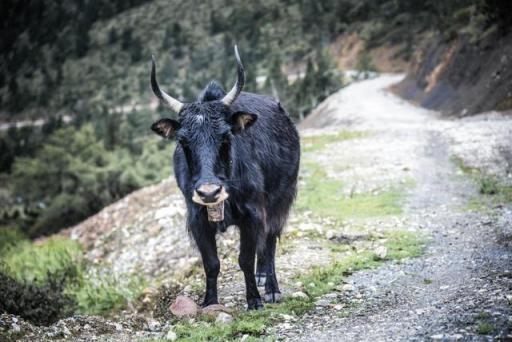 波濤？山路？風(fēng)雨兼程，麥芒無懼挑戰(zhàn)