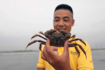 開賣鮮活陽澄湖大閘蟹 蘇寧超市領(lǐng)鮮一步