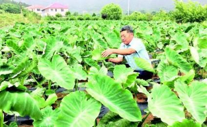 走進(jìn)丨中國實(shí)干家江崇美和白廟芋頭