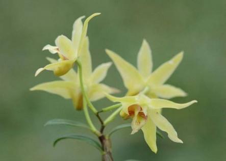 仙草石斛蘭美肌，植物醫(yī)生別樣成人禮