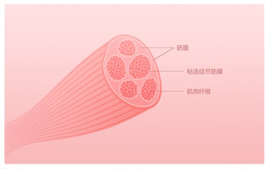 摩摩噠筋膜放松按摩器，深度按摩健身恢復(fù)首選