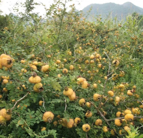 鐘南山夸的貴州刺梨“變身”養(yǎng)生酒在廣州發(fā)布