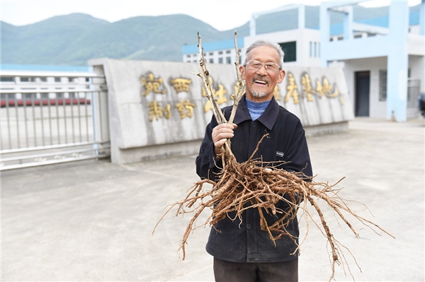 仲景宛西安徽南陵牡丹皮基地，聽一段守候1825天從種子到藥丸的故事