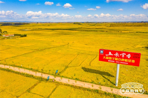 聚焦原產(chǎn)地，天貓將今年第一份“最好的大米”直達(dá)餐桌