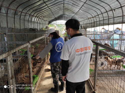 關(guān)愛流浪動物 讓生命不再流浪 —平安普惠安徽宿州分公司暖冬行動