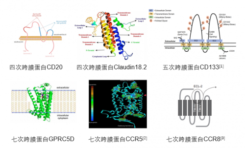 Claudin18.2: ACROBiosystems百普賽斯推出全長多次跨膜靶點(diǎn)蛋白，具使命意義