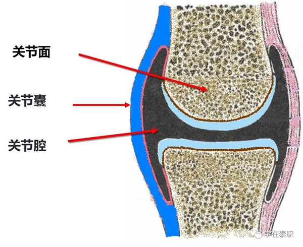 Move free益節(jié)：重視關(guān)節(jié)養(yǎng)護(hù)，拒絕疼痛困擾