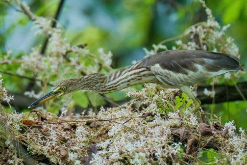 800mm焦距下的野鳥之美