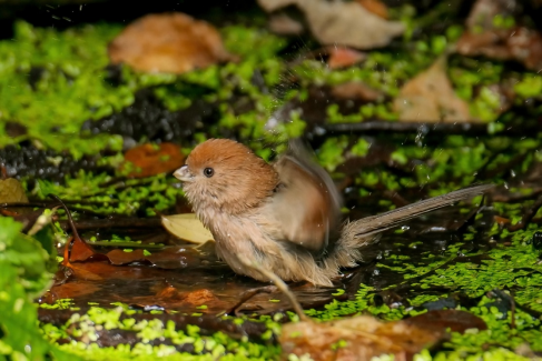 800mm焦距下的野鳥之美