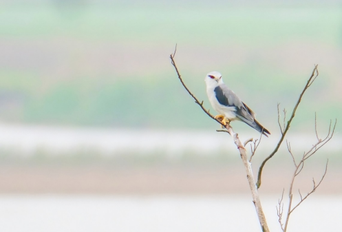 800mm焦距下的野鳥之美