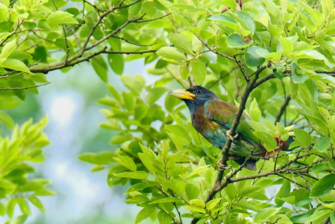 800mm焦距下的野鳥之美