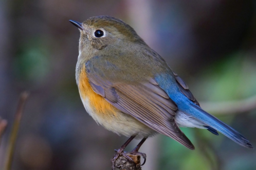 800mm焦距下的野鳥之美