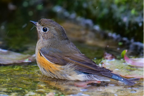 800mm焦距下的野鳥之美