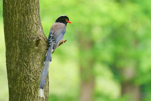 800mm焦距下的野鳥之美