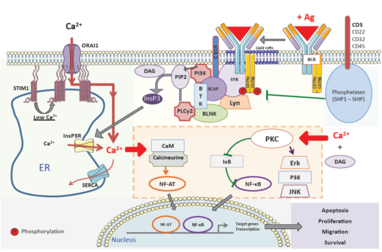 ACROBiosystems百普賽斯解讀CD79B，助力滿足臨床待滿足需求