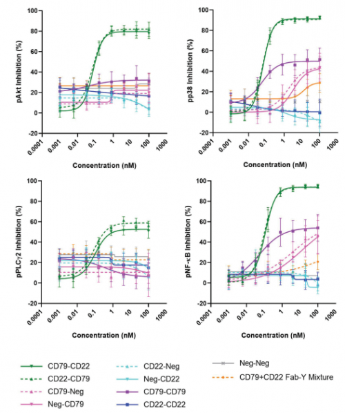 ACROBiosystems百普賽斯解讀CD79B，助力滿足臨床待滿足需求