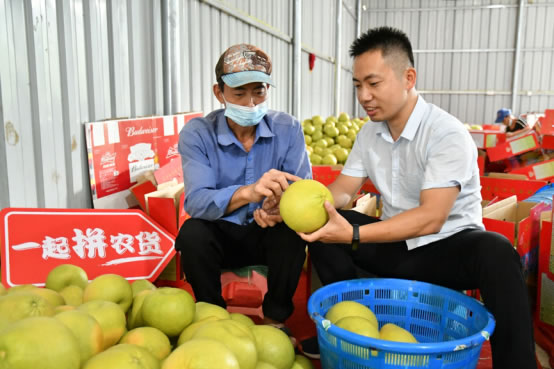 拼多多公益直播間搬進柚子林 仙游副縣長助農(nóng)直播帶動文旦柚銷量上漲368%2872.jpg