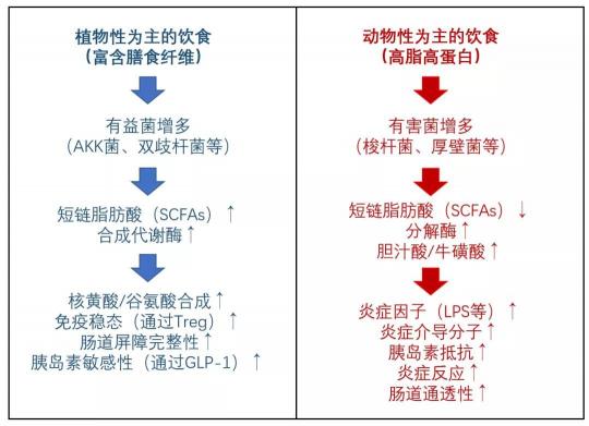 長期少吃多動血糖仍反復(fù)？降糖同時還要平衡糖尿病腸道菌群