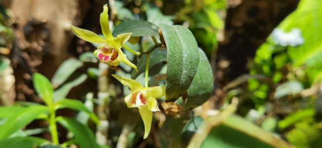 深耕高山植物之美，植物醫(yī)生石斛蘭眼霜多維養(yǎng)護(hù)眼周肌膚