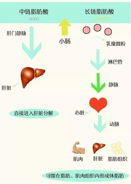 超模閃爆各品牌春季時(shí)裝周，玉鶴鳴助力輕盈狀態(tài)