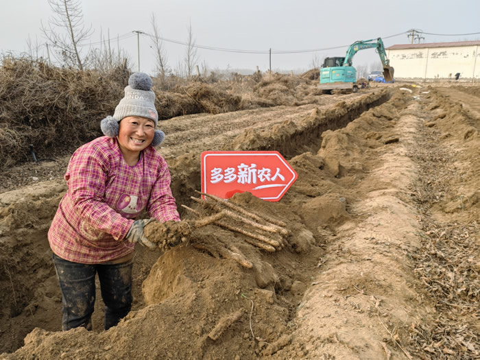 12月初，正值麻山藥采收季，新鮮的麻山藥將通過新電商平臺走進千家萬戶.jpg