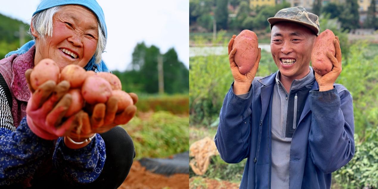 5月底，尋甸回族彝族自治縣倘甸鎮(zhèn)的薯農(nóng)們正忙著收獲洋芋.jpg