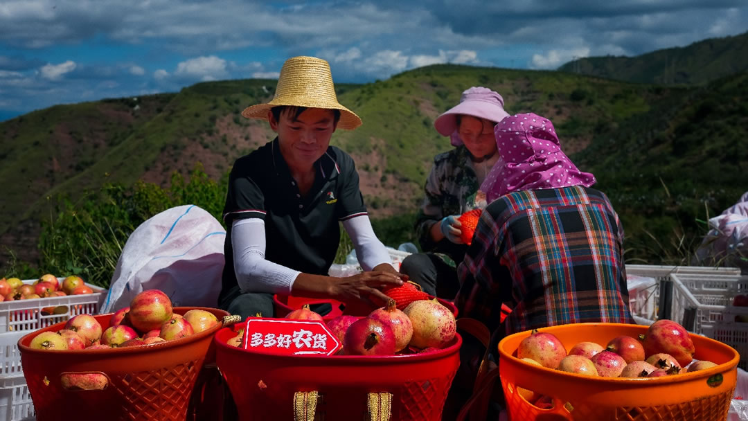 豐收節(jié)期間，拼多多通過助力會(huì)理石榴加快上行，促進(jìn)村民增收致富.jpg