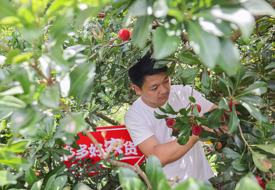 90后新農人郭帥從17歲開始接管家中的果園，到現(xiàn)在已經有16年種植經驗。（攝影 那木黑）.jpg