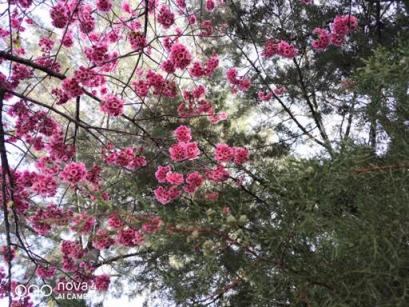 櫻花，油菜花，雪山，古城，憑海臨風(fēng)一個(gè)不漏，陽(yáng)春三月浪在大理