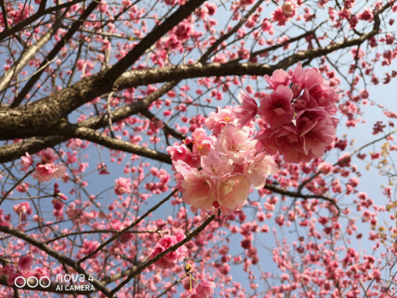 櫻花，油菜花，雪山，古城，憑海臨風(fēng)一個(gè)不漏，陽(yáng)春三月浪在大理