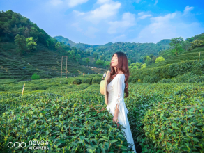 不舍杭州4月天，同我一起躲進(jìn)春天的茶園