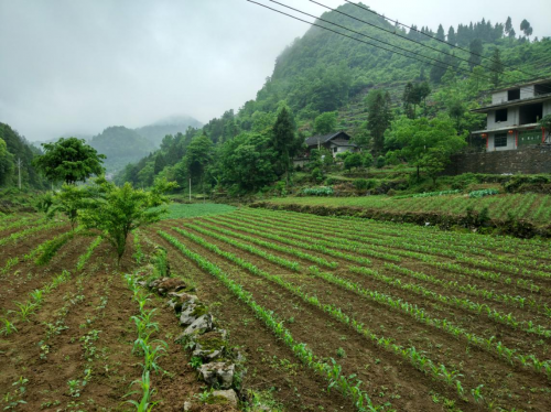 助力貧困縣變身，蘇寧拼購智慧零售賦能優(yōu)勢獲央黨媒點贊