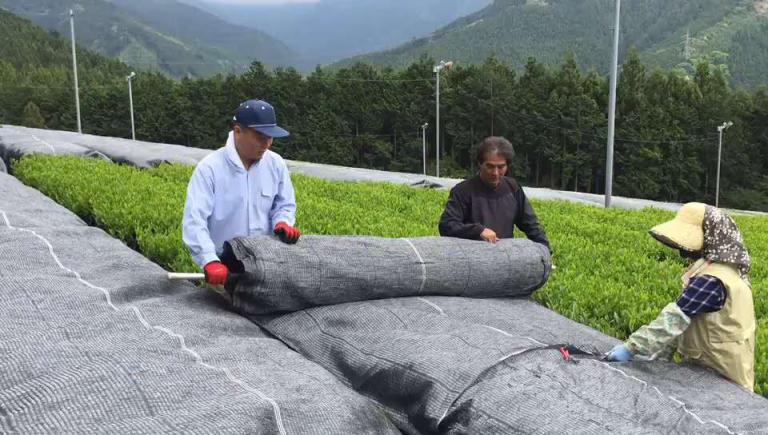 抹茶研究院帶你了解，如何判斷抹茶品質(zhì)下降？