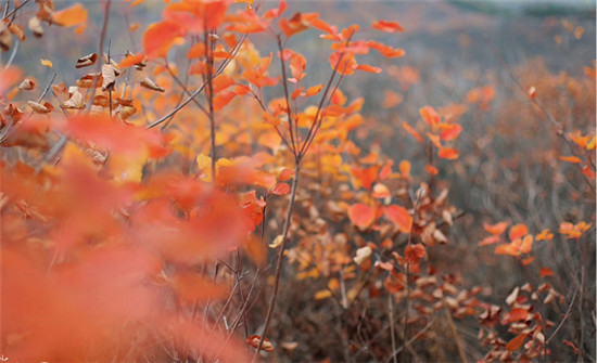 精明“錯峰游”看這里!賞最美紅葉，住風(fēng)情民宿，每一處都是仙境!