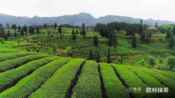 貴茶歐標(biāo)抹茶，天時地利人和的選擇