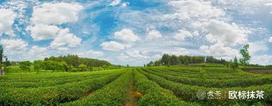 貴茶歐標(biāo)抹茶，天時地利人和的選擇