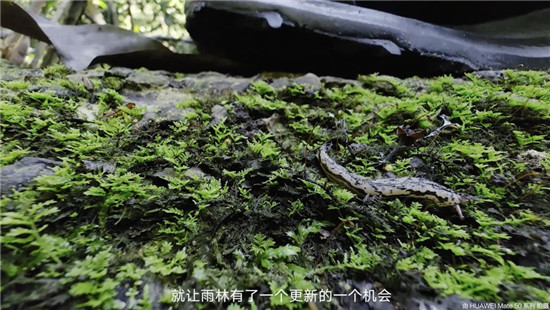 去雨林深處，聽大象長吟，自然紀(jì)錄片《尋象》正式上線！