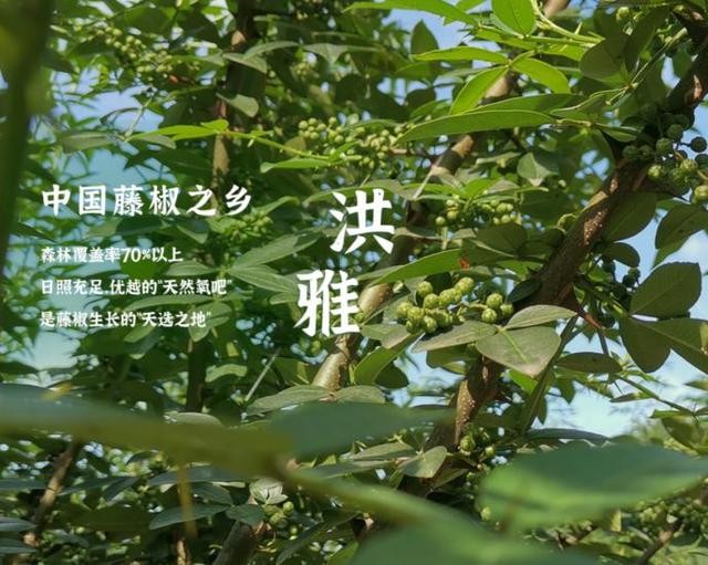 以熱愛傳承技藝，趙躍軍帶領幺麻子穩(wěn)居行業(yè)前沿